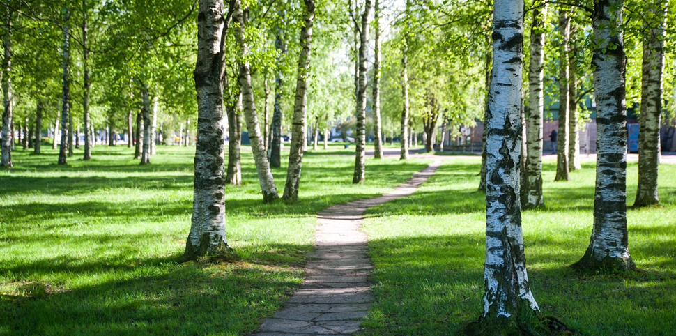 DES TRAVAUX D’ARBRE ASSURÉS